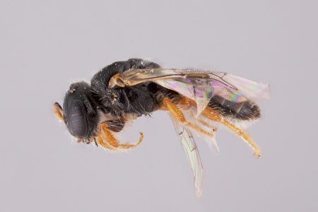 [Hyphesma atromicans male (lateral/side view) thumbnail]